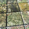 Мозаїка з мармуру Матова МКР-3СВ (47x47) Bidasar Green