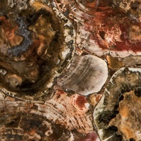 Caesarstone 8330 Petrified Wood